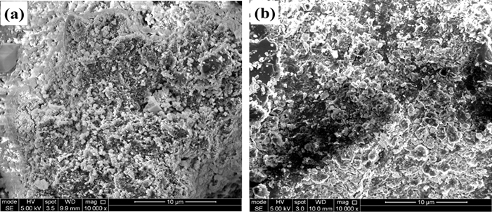 SEM micrographs (a) HAw (b) SixHA after sintering at 800 ? C for 5 h.
