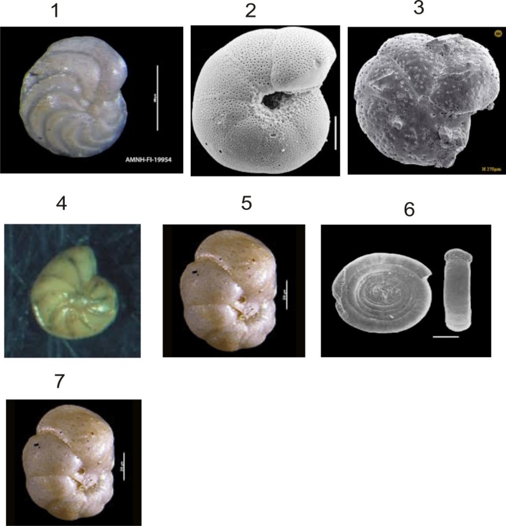Photomicrography of recovered foraminifera species: 1. Anomalina sp. alazanensis, 2. Anomalinoides, 3. Lenticulina grandis, 4. Cibicides sp., 5. Valvulineria rugosa, 6. Ammodiscus glabratus, 7. Valvulineria jacksonensis.