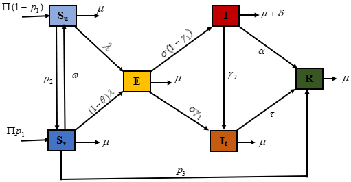 Model (2) diagrammatical description.