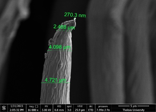 Highly magnified SEM images of hair-like structure on the surface of a coated leaf